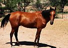 Tall Sweet Sound TB Thoroughbred Gelding