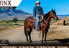 Quarter Horse - Horse for Sale in Powell, WY 82435