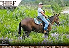 Mule - Horse for Sale in Shepherd, MT 59079