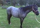 Beautiful Blue Roan Gelding Quarter Horse Gelding