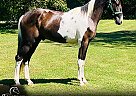 Tennessee Walking - Horse for Sale in Tompkinsville, KY 42167