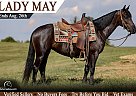 Friesian - Horse for Sale in Flemingsburg, KY 41041