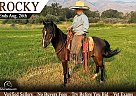 Shetland Pony - Horse for Sale in Tendoy, ID 83468