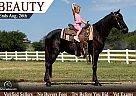 Tennessee Walking - Horse for Sale in Bronson, FL 32621