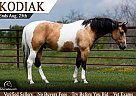 Paint - Horse for Sale in Bogard, MO 64622