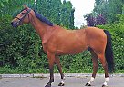 Chacco Blue AS L - Gelding in Srem, Chacco Blue AS L - Gelding in Srem,