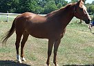 Quarter Horse - Horse for Sale in Hammondsport, NY 14840