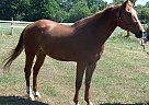 Quarter Horse - Horse for Sale in Hammondsport, NY 14840 Quarter Horse - Horse for Sale in Hammondsport, NY 14840
