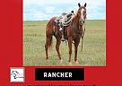 Quarter Horse - Horse for Sale in Monett, MO 65708