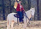 Missouri Fox Trotter - Horse for Sale in Poplar Bluff, MO 63901