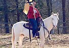 Missouri Fox Trotter - Horse for Sale in Poplar Bluff, MO 63901 Missouri Fox Trotter - Horse for Sale in Poplar Bluff, MO 63901