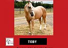 Quarter Horse - Horse for Sale in Athens, TX 75751 Quarter Horse - Horse for Sale in Athens, TX 75751