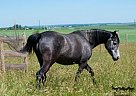 Arabian - Horse for Sale in Strathmore, AB T1P1H7