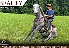 Percheron - Horse for Sale in East Bernstadt, KY 40729