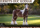 Gypsy Vanner - Horse for Sale in , FL 34601