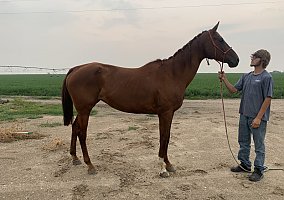 Thoroughbred (Thoroughbred, Mare) in Lingle, WY