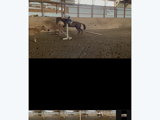 Jumping Mare