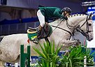 Giraldo L - Gelding in Gubin, Giraldo L - Gelding in Gubin,