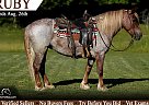 Haflinger - Horse for Sale in , KY 42503