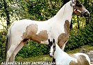 Tennessee Walking - Horse for Sale in , TN 38464
