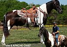 Tennessee Walking - Horse for Sale in PETERSBURG, TN 37144