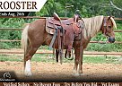 Pony - Horse for Sale in Tompkinsville, KY 42167