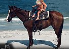 Quarter Horse - Horse for Sale in Bronson, FL 32621
