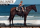 Quarter Horse - Horse for Sale in Bronson, FL 32621