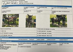 Arabian (Arabian, Gelding) in New Weston, OH