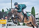 Westphalian Gelding for Sale in Srem, Tsingtao L