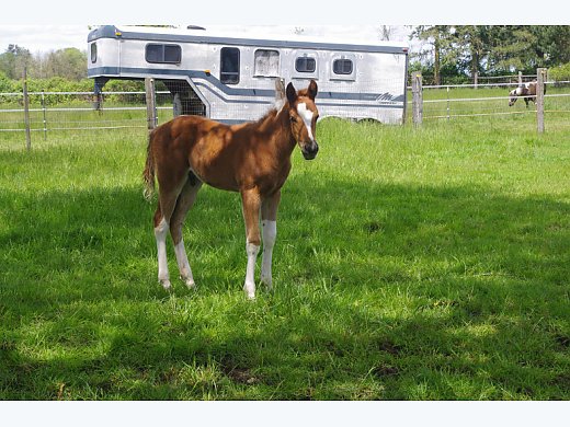 Weanling Colt