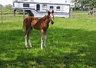 Paint - Horse for Sale in Albany, OR 97322 Paint - Horse for Sale in Albany, OR 97322