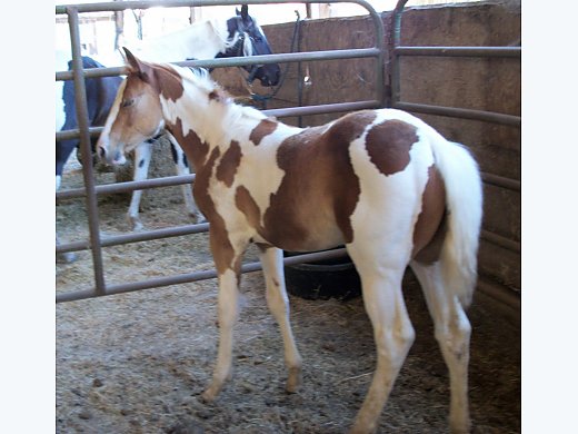 Weanling Filly
