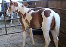 Paint - Horse for Sale in Albany, OR 97322