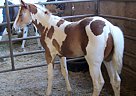 Paint - Horse for Sale in Albany, OR 97322 Paint - Horse for Sale in Albany, OR 97322