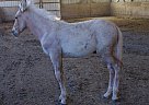 Mule - Horse for Sale in Albany, OR 97322 Mule - Horse for Sale in Albany, OR 97322