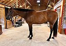 Quarter Horse - Horse for Sale in Chesterfield, VA 23838