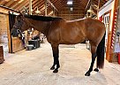 Quarter Horse - Horse for Sale in Chesterfield, VA 23838 Quarter Horse - Horse for Sale in Chesterfield, VA 23838