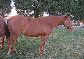 Quarter Horse (Quarter Horse, Mare) in Woodbine, MD