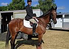Rex - Gelding in Hamilton, ON Rex - Gelding in Hamilton, ON