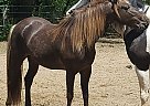 3 Year old Rocky Mountain Dusty