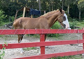 Saddlebred (Saddlebred, Gelding) in Sandy HooK, MS