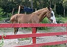 Saddlebred - Horse for Sale in Sandy HooK, MS 39478