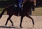 Lovely Welsh Pony for Lease/Sale Welsh Pony Gelding