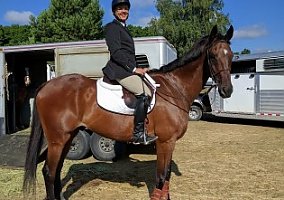 2002 Gelding Thoroughbred Gelding
