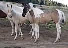 Zeus - Gelding in Willamina, OR Zeus - Gelding in Willamina, OR