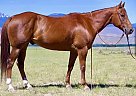 Quarter Horse - Horse for Sale in Dillon, MT 59725
