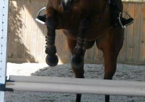 Arabian (Arabian, Mare) in Hogansville, GA
