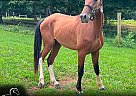 Kentucky Mountain - Horse for Sale in , KY 42718