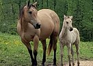 Quarter Horse - Horse for Sale in Dongola, IL 62926 Quarter Horse - Horse for Sale in Dongola, IL 62926